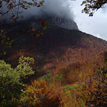 Bosque de Sajambre