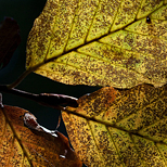 Otoño en Pome